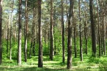Wielkoobszarowa inwentaryzacja stanów lasów