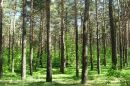 Wielkoobszarowa inwentaryzacja stanów lasów