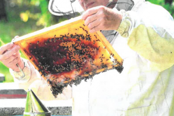 Informacja dotycząca Zgnilca amerykańskiego pszczół