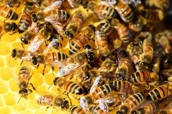 Zgnilec amerykański pszczół - rozporządzenie uchylające