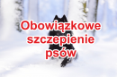 Obowiązkowe szczepienie psów